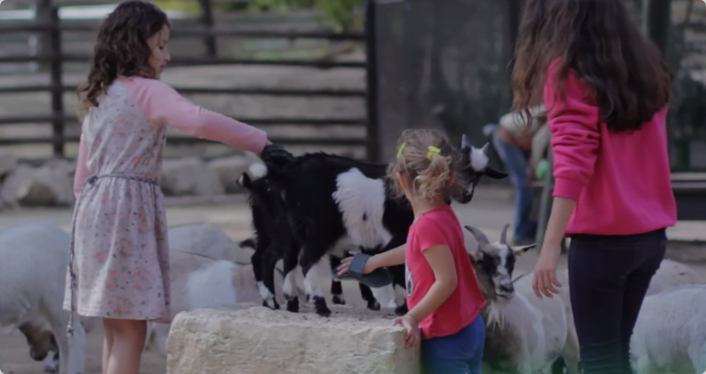 Children brushing Goats