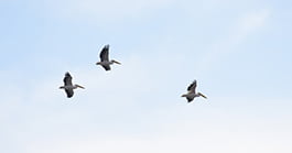 Pelicans in the park