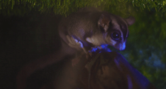 כיסנאי דואה | שוגר גליידר (sugar glider)