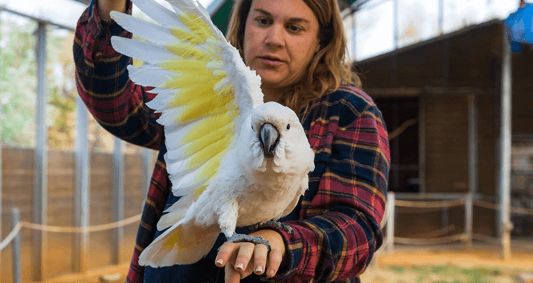 Cockatoo