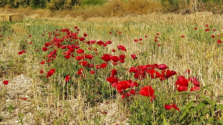 פריחה מרהיבה בגלבוע