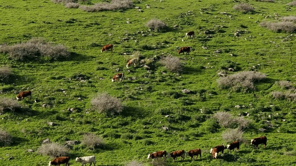 אביב הגיע, שטח בא